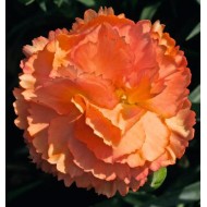 Гвоздика Dianthus Dinamic Apricot