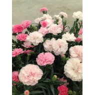 Гвоздика Dianthus Pink to White