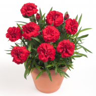 Гвоздика Dianthus Dinamic Red