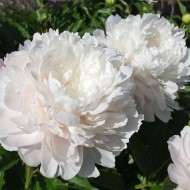 Пион Paeonia Moonstone