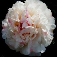 Пион Paeonia Festiva Powder Puff