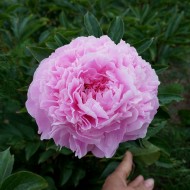 Пион Paeonia Pink Giant