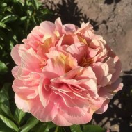 Пион Paeonia Triphena Parkin