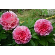 Пион Paeonia Rose Heart