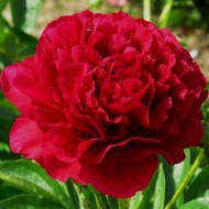 Пион Paeonia Old Faithful