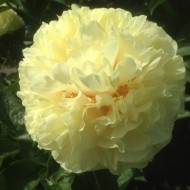 Пион Paeonia Sunny Boy