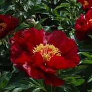 Пион Paeonia Червоні Вітрила