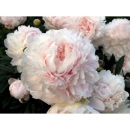 Пион Paeonia Lillian Wild