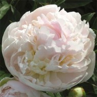 Пион Paeonia My Love