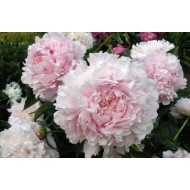 Пион Paeonia Pillow Talk