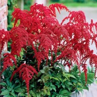 Астильба Astilbe Red Charm