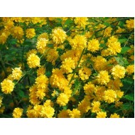 Керия Pleniflora