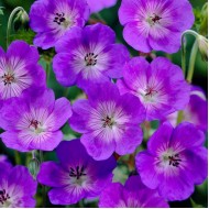 Герань Geranium Rozanne
