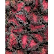 Колеус Coleus Black Dragon