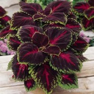 Колеус Coleus Kong Red