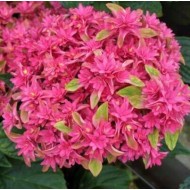 Гортензия Hydrangea You&Me Princess Diana