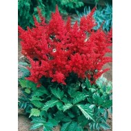 Астильба Astilbe Fanal