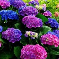 Гортензия Hydrangea Хамелеон
