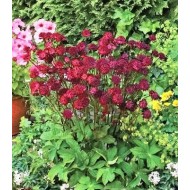 Астранция Astrantia Moulin Rouge