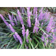 Лириопе Liriope