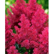 Астильба Astilbe Koblenz