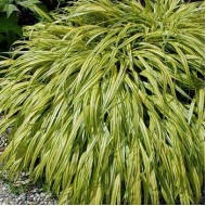 Хаконехлоя Hakonechloa Stripe It Rich