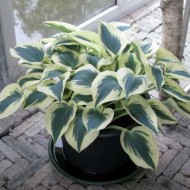 Хоста Hosta Blue Ivory