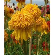 Эхинацея Echinacea Pineapple Sundae
