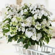 Гортензия Hydrangea Runaway Bride