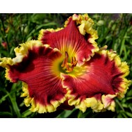 Rambling Red