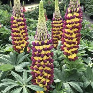 Люпин Lupinus Manhattan Lights