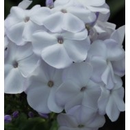 Флокс Phlox Ладога