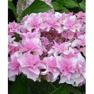 Гортензия Hydrangea Doppio Rosa