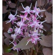 Горянка Epimedium Crime Scene