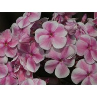 Флокс Phlox Красотка