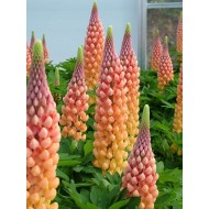 Люпин Lupinus Salmon Star
