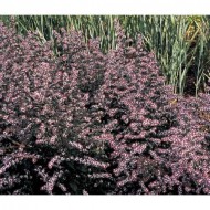 Астра Aster Lady in Black