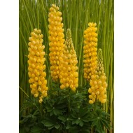 Люпин Lupinus Desert Sun