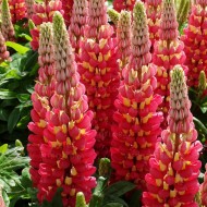 Люпин Lupinus Tequila Flame