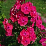Флокс Phlox Новые радости