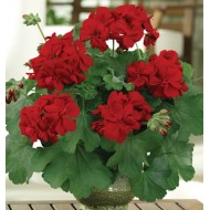 Пеларгония Champion Red Improved Пеларгония Champion Red Improved
