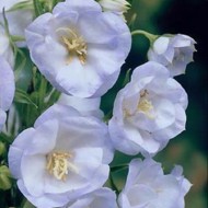Кампанула Campanula La Bello