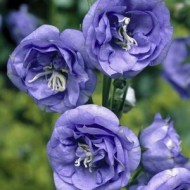 Кампанула Campanula La Belle