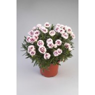 Гвоздика Dianthus Rumba