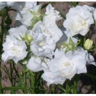 Кампанула Campanula La Bonne Amie