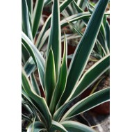 Юкка Yucca