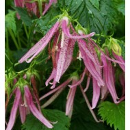 Кампанула Campanula Pink Octopus