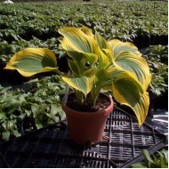 Хоста Hosta Forest Fire