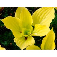 Хоста Hosta Fire Island