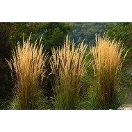 Вейник остроцветковый Карл Фоерстер Calamagrostis acutiflora Karl Foerster 